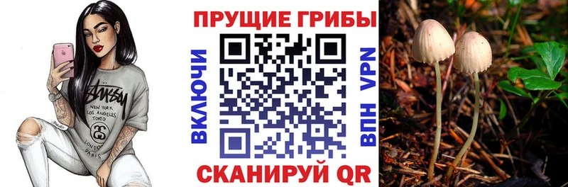 Псилоцибиновые грибы Psilocybe  Чайковский 
